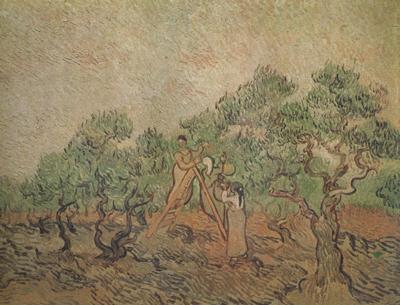 Vincent Van Gogh Olive Picking (nn04) France oil painting art